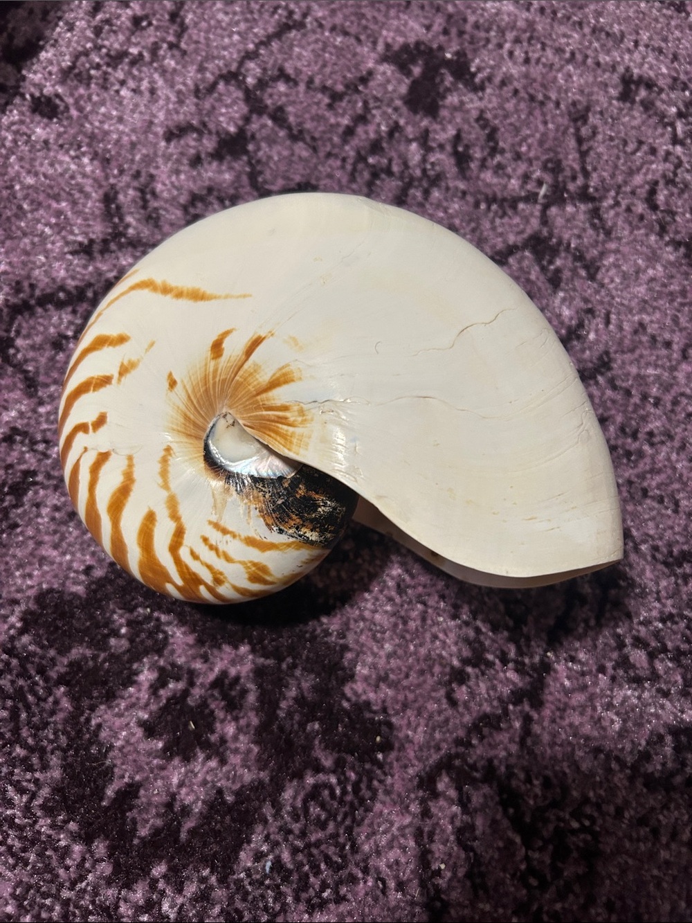 Natural Nautilus Shell Accent - White and Brown Home Accent